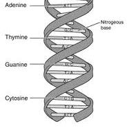 O que é DNA?