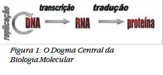 genético; Fluxo da