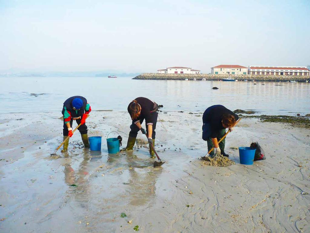 Apanha de bivalves nas Rias Galegas (Espanha), utilizando ancinho e sachos. Bivalves shellfishing on foot in Galician Rias (Spain), using hoes and hand-raker. O QUE É O ECOFILM_SHELLFISHING?