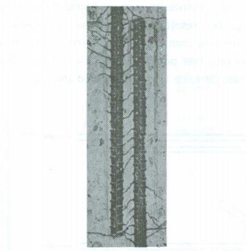 Figura 7 Fissuras entre as barras mostram bielas comprimidas (Ensaio de Y. Goto, Japão, 1971). 31 Fonte: Leonhardt, 1978, p. 60.