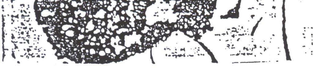 Figura 13 imagem de Raios-X de magnésio referente a área apresentada na