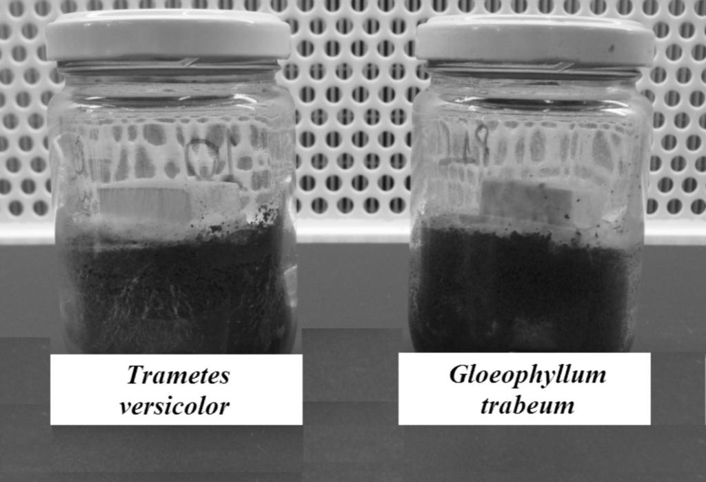 84 MELO, R.R. de et al. versicolor (L.; Fr.) Pilat) e outro causador da podridão parda (Gloeophyllum trabeum (Pers.; Fr.) Karte).