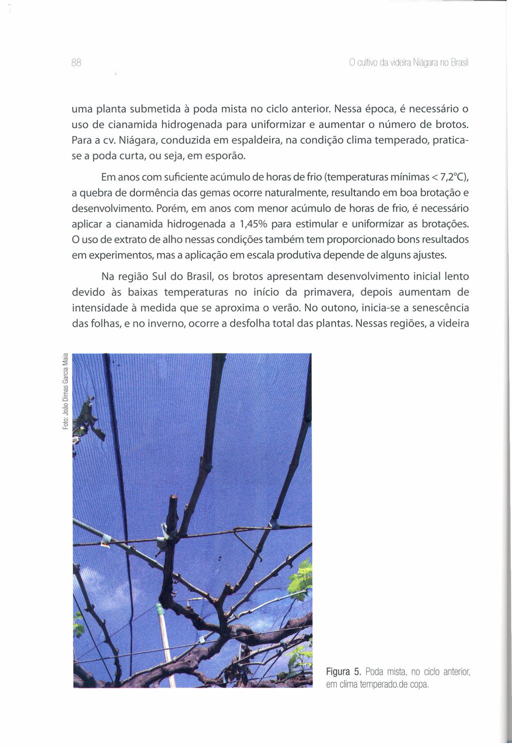 88 o cultivo da videira Niágara no Brasil uma planta submetida à poda mista no ciclo anterior. Nessa época, é necessário o uso de cianamida hidrogenada para uniformizar e aumentar o número de brotos.