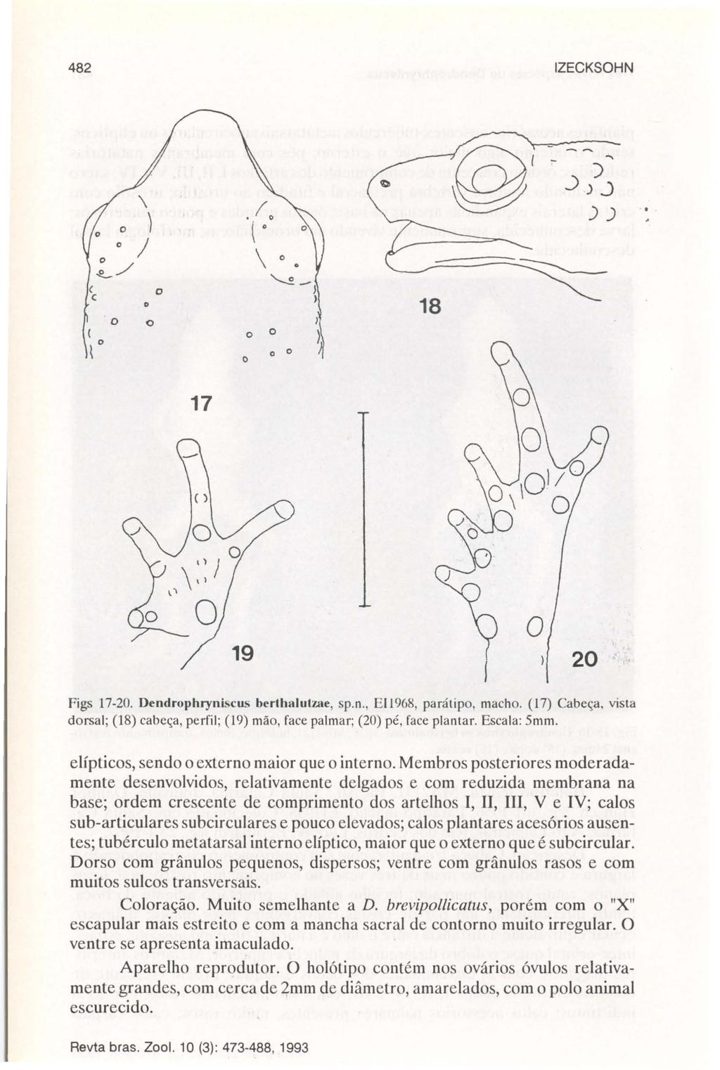 482 IZECKSOHN \ o ) o ) o ~/ (, o. o o o o. /. ( o o \ o o o o 18 17 19 Figs 17-20. Dendrophryniscus berthalutzae, sp.n., E1I968, parátipo, macho. (17) Cabeça.