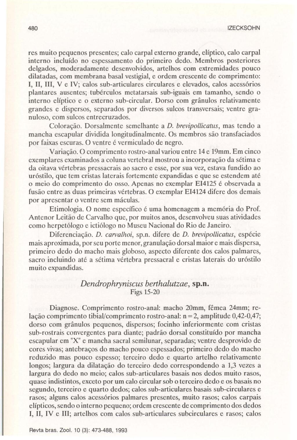 480 IZECKSOHN res muito pequenos presentes; calo carpal externo grande, elíptico, calo carpal interno incluído no espessamento do primeiro dedo.