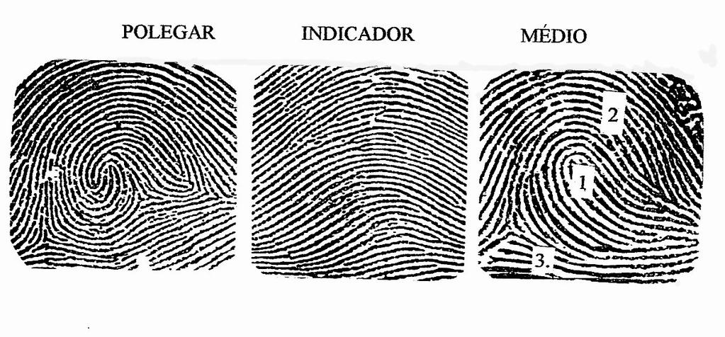 Figura I, para responder às questões de 28 a 30. QUESTÃO 31 De acordo com a Constituição Federal, o civilmente identificado em hipótese nenhuma será submetido à identificação criminal.