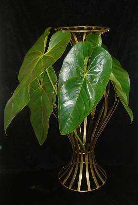 24 Figura 2.5. Suporte em ferro com folhas de antúrio. Figura 2.6. Arranjo de antúrios no suporte em ferro. 2.5. O GÊNERO Anthurium Pertencente á família Araceae, o gênero Anthurium está subdividido em 19 seções.