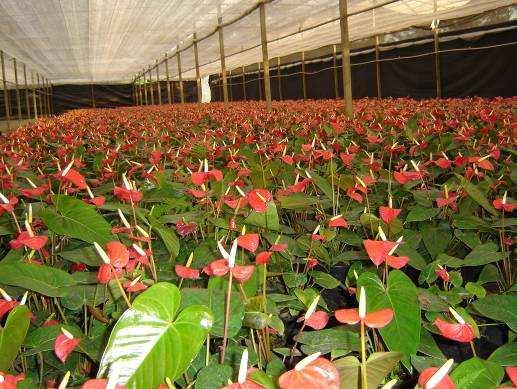 Para a comercialização, as plantas assim produzidas são acondicionadas em embalagens plásticas e em seguida, em caixas de papelão.