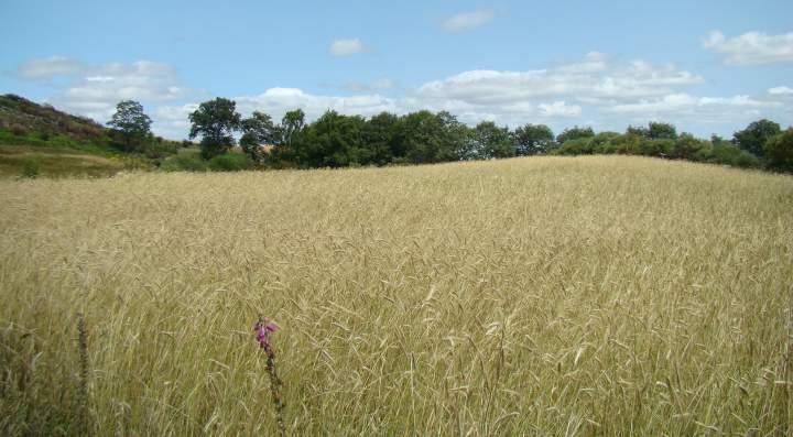 Campo de centeio na Serra