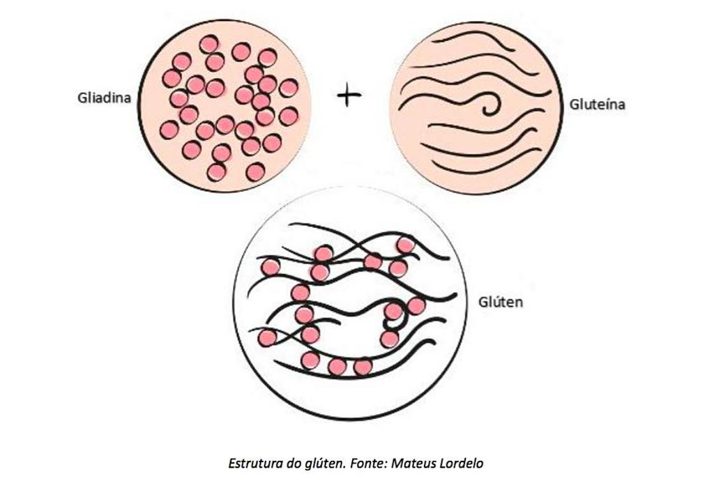 4 Glúten Prolamina (2) Glutelina (3) Complexo proteico Plasticidade Elasticidade Propriedades