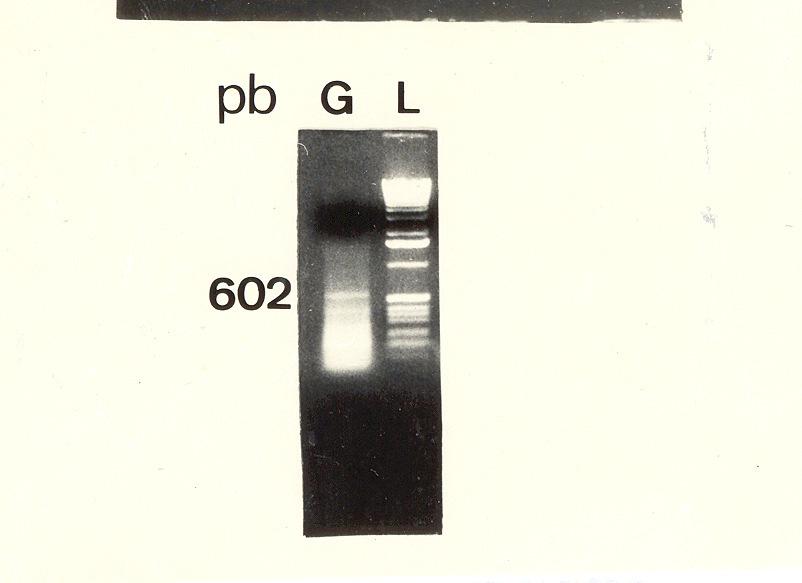 espécies do gênero Comovirus: L 1 kb DNA Ladder, A APMoV estirpe B, B APMoV estirpe C, C CPSMV