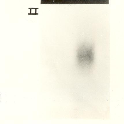 RNA middle CPSMV sorotipo I C) RNA