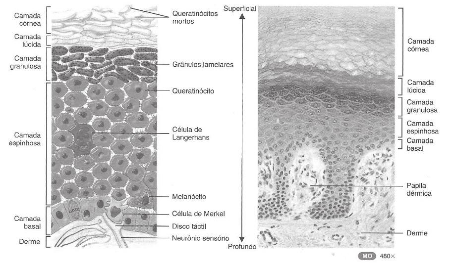 Langerhans e de Merkel, além de discos tácteis, esquematizadas na Figura 1. Os queratinócitos são encontrados em grande quantidade na epiderme, representando cerca de 90% das células epidérmicas.