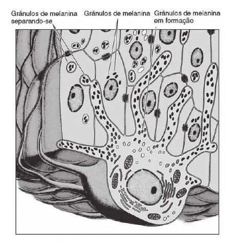 Vocabulário Região Palmoplantar: Região do corpo humano conhecida por palma das mãos e planta dos pés.