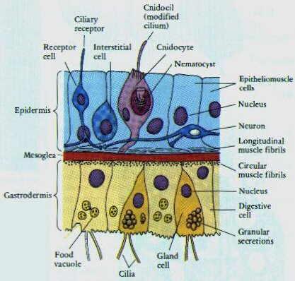 Parede do corpo epiderme mesogléia gastroderme Cnidocílio Cnidócito nematocisto Céls. epitélio-musculares Núcleo Cél.