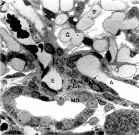 efeito protetor em situações de isquemia renal Produção estimulada por stress, angiotensina II e estimulação simpática Óxido nítrico (NO):