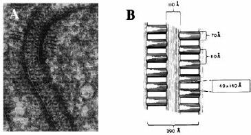 Lamina rara externa Epitelio Podocitos 25-6 A Espaco de Bowman