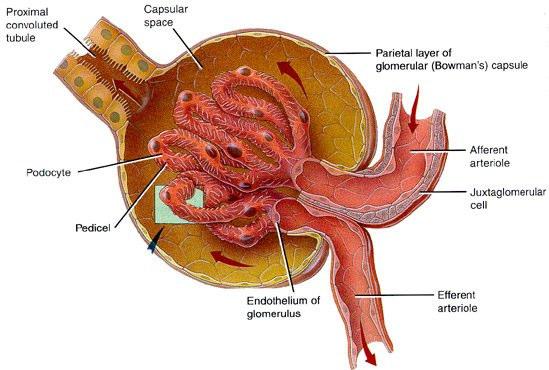 Capilares Extra-renais Porção arterial Porção venosa Pc 4 mmhg 1 mmhg Pi 2 2 πc 25 25 πi 3 3 Pressão efetiva de filtração = (Pc-Pi) (πc-πi) +16 mmhg filtração -14 mmhg reabsorção 5 Capilar