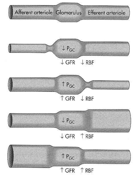 resistência eferente, PA renal, resistência aferente TFG Pc πc Pi πi πg: π G por maior [ de proteínas plasmáticas] TFG π G por diminuição nas proteínas plasmáticas TFG Capilar peritubular PB: Pb por