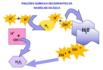 Mecanismos do efeito biológico das radiações Ação indireta radiação é absorvida pela