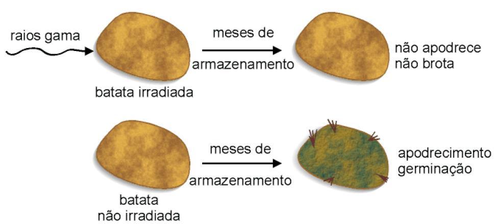 Uso na indústria de alimentos/agricultura Uma aplicação importante - irradiação para a conservação de produtos