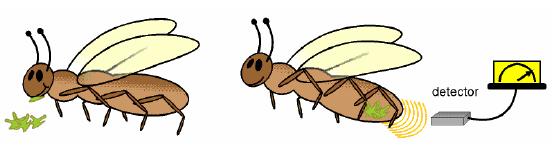 Uso na pesquisa biológica Estudos ambientais/agricultura O uso de traçadores radioativos possibilita o estudo do comportamento de insetos, como abelhas e formigas.
