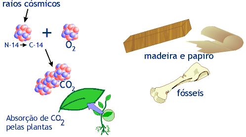 Uso na pesquisa biológica Fósseis de madeira, papiros e animais contêm C -14 (meiavida - 5.600 anos). Ou seja, a cada 5.