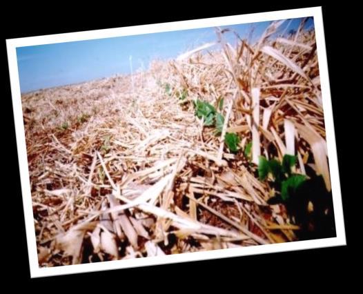 br 6 Dormência/quebra de dormência de sementes pela luz solar fitocromos (P 660 e P 710 ) Efeito do sombreamento pela palhada sobre a germinação/emergência das plantas daninhas em áreas de plantio