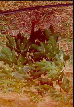 Figura 4: Planta de figueira no segundo ano de condução do experimento. UNESP/Botucatu - SP, 2003. Foto: Rubem Marcos de Oliveira Brizola 3.