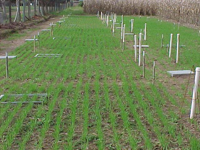 Dejeto líquido de suínos aplicado antes de cada cultivo,