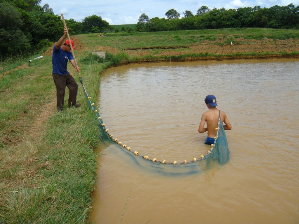 17 2.1.3 Coleta de larvas coleta de nuvens A coleta de larvas era feita diariamente por dois funcionários, com o auxilio de uma peneira, que era feita em um arco de canos de PVC de forma retangular