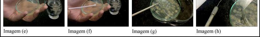 nas placas de petri, para que não ocorra contaminação do meio externo utilizou-se uma lamparina acessa ao lado como ilustra-se na Imagem (d) e (e), retirando-se o swab da peptona foi realizado o