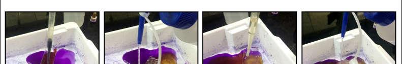 auxílio de uma pipeta utilizou-se o corante Cristal Violeta, como observase na Imagem (b), foi gotejado
