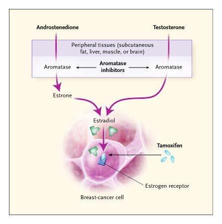 Signal Transduction and ER Pathway Crosstalk: An Opportunity for Combination Therapy Growth factors Nutrients Amino acids ER signaling