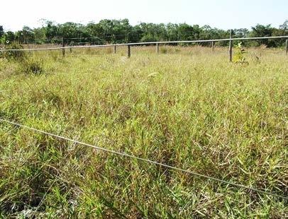 PAISAGEM USUALMENTE SECA Embrapa Pantanal / Sandra Santos Fitofisionomia: