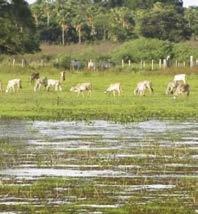 preferencial para introdução de pastagens no Pantanal:
