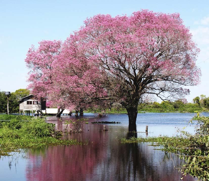 Embrapa Pantanal