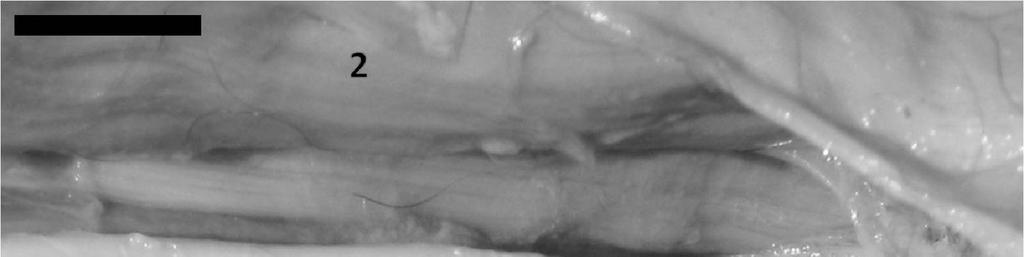 13 IV- RESULTADOS Nervo isquiático No terço proximal da coxa, o nervo isquiático está localizado sobre o ventre do músculo isquiofemoral, coberto pelas fibras caudais do músculo