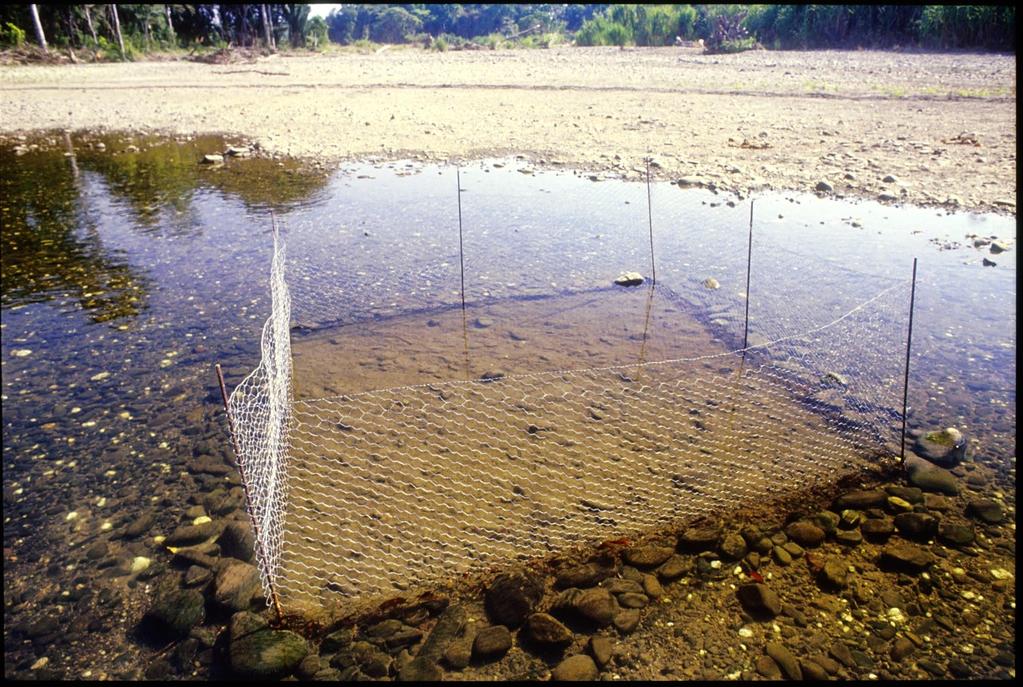 Ecosystem engineering by a