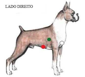 15 6.2.4. Eletrocardiografia contínua (Holter) Para o Holter de ECG, os eletrodos foram conectados à pele do animal, na região torácica, conforme ilustrado na figura 1.