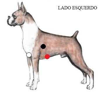 Figura 1: Posicionamento dos eletrodos no animal para registro eletrocardiográfico contínuo de três vias: vermelho (xifóide), branco (manúbrio), preto (hemitórax esquerdo) e verde (hemitórax direito)