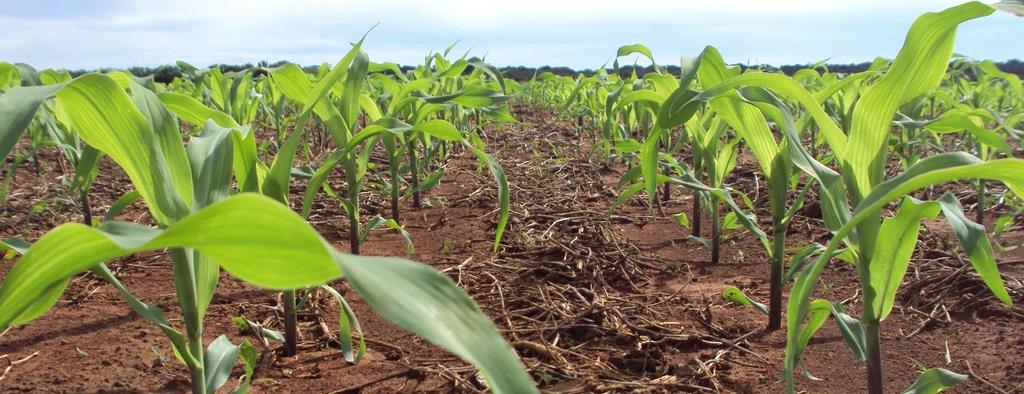 1 09 AVALIAÇÃO DO POTENCIAL PRODUTIVO DE HIBRIDOS DE MILHO EM SEGUNDA SAFRA EM Objetivo Avaliar os atributos agronômicos e a produtividade de diferentes híbridos de milho cultivados em segunda safra