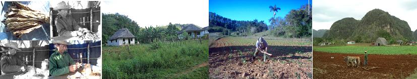 momento, realizamos a pesquisa empírica efetivada a partir de estudos a campo, análise de mapa, documentos e fotos da área, entrevistas 3 e depoimentos com camponeses cultivadores de tabaco e