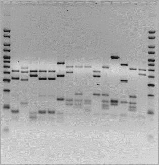 As linhas 1 e 17 correspondem ao marcador de peso molecular, com fragmentos de ADN compreendidos entre 25-500pb.