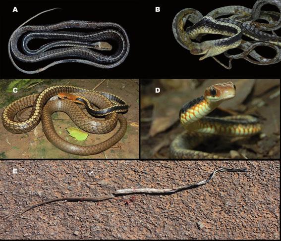 Included, excluded and re-included: Chironius brazili (Serpentes, Colubridae) in Rio Grande do Sul, southern Brazil nandes (2015) revised the taxonomic status of C. flavolineatus, and described C.