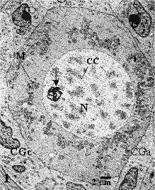 Figura 1 Eletromicrografia mostrando mum folículo primordial de vaca.