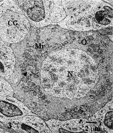 São visualizadas zonas de aderência (setas) entre o oócito (O) e as células granulosas adjacentes (CG), bem como vesículas de secreção (V)