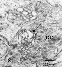 Figura 5 Eletromicrografia mostrando um detalhe do início da formação da zona pelúcida (seta) no folículo primário de vaca, entre o oócito (O) e a célula granulosa (CG). 18.000 X.