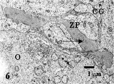 (CG). 10.2000 X. Figura 7 Eletromicrografia mostrando um detalhe de uma gota de lipídeo (L) em um folículo secundário de vaca, envolta por retículo endoplasmático liso (seta). 24.000 X. Folículos secundários Os folículos secundários apresentavam duas ou mais camadas de CGs de forma cuboidal.