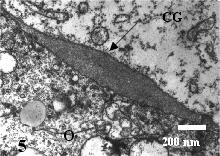 corticais (GC). 51.000 X. tornavam-se mais freqüentes. As regiões de acúmulo de ZP apresentavam microvilos curtos (Fig. 6).